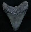 Bargain Megalodon Tooth #6993-2
